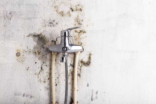 Best Home Mold Removal  in Wappingers Falls, NY