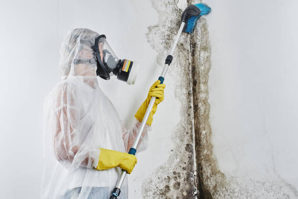 Best Professional Mold Removal  in Wappingers Falls, NY