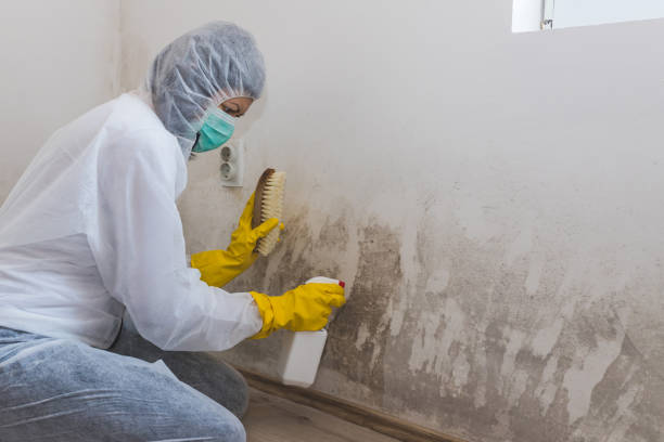 Office Mold Removal Services in Wappingers Falls, NY