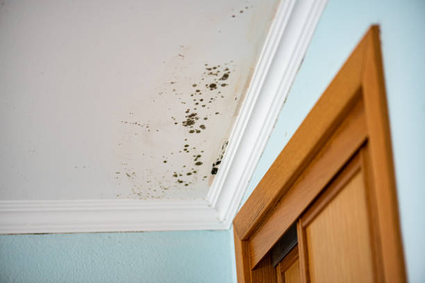 Best Residential Mold Removal  in Wappingers Falls, NY