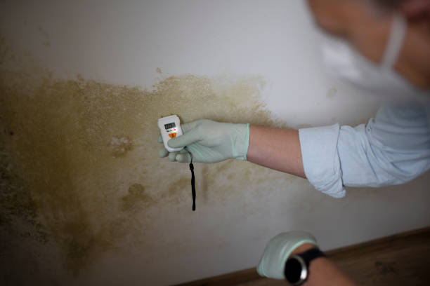 Best Mold Damage Repair  in Wappingers Falls, NY