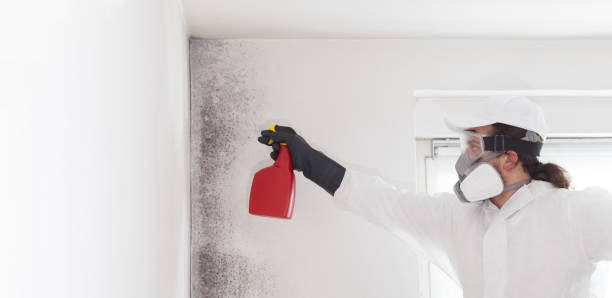 Best Mold Removal Specialists  in Wappingers Falls, NY