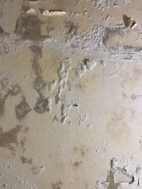 Best Mold Testing  in Wappingers Falls, NY