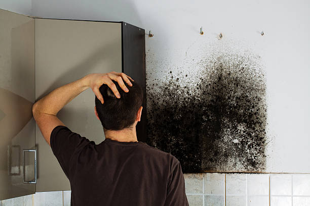 Best Certified Mold Removal  in Wappingers Falls, NY