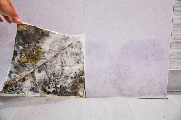 Best Toxic Mold Removal  in Wappingers Falls, NY